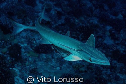Fish - Echeneis naucrates by Vito Lorusso 